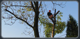 Wycinka drzew foto 1
